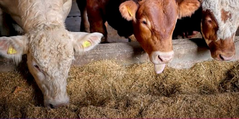 úspěchy SLK Rituální porážky ve veterinárním zákoně